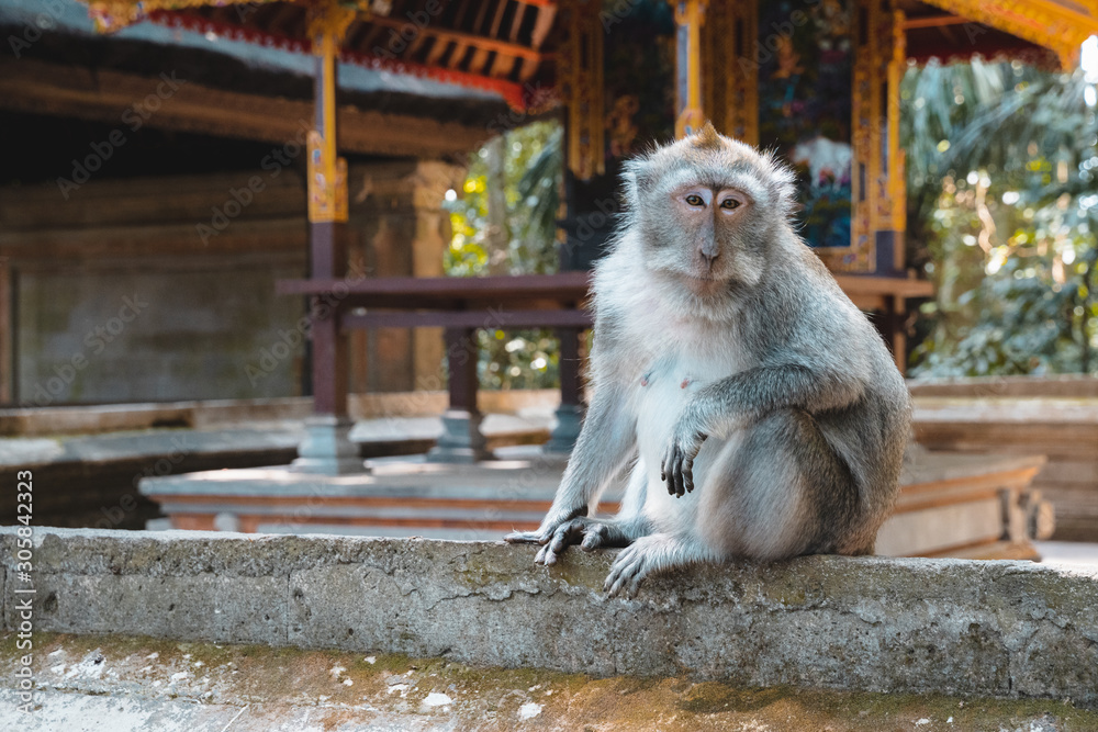 Monkey sitting by temple