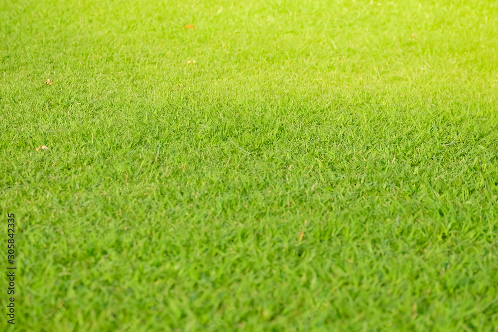 Green grass background, green lawn pattern textured background, top view.