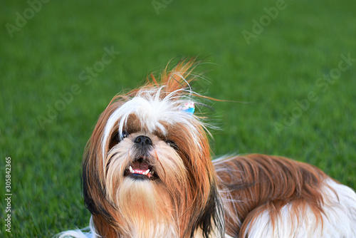 Shih-tzu dog