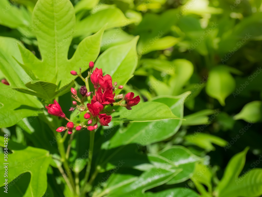 red Jatropha integerrima or Spicy Jatropha in the garden, Flower background. red Jatropha integerrima or Spicy Jatropha in the garden, Flower background.