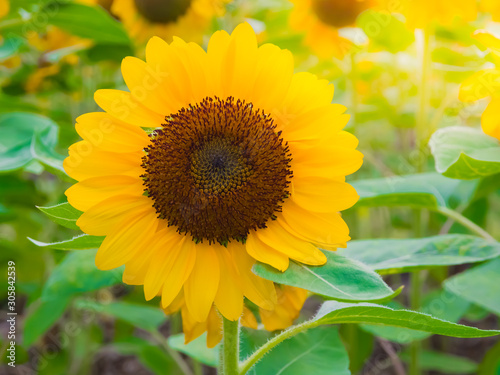 Sunflower in bloom  natural background  Close-up of sunflower.