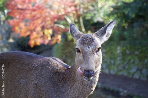 A Miyajima Island Deer in Hiroshima, Japan