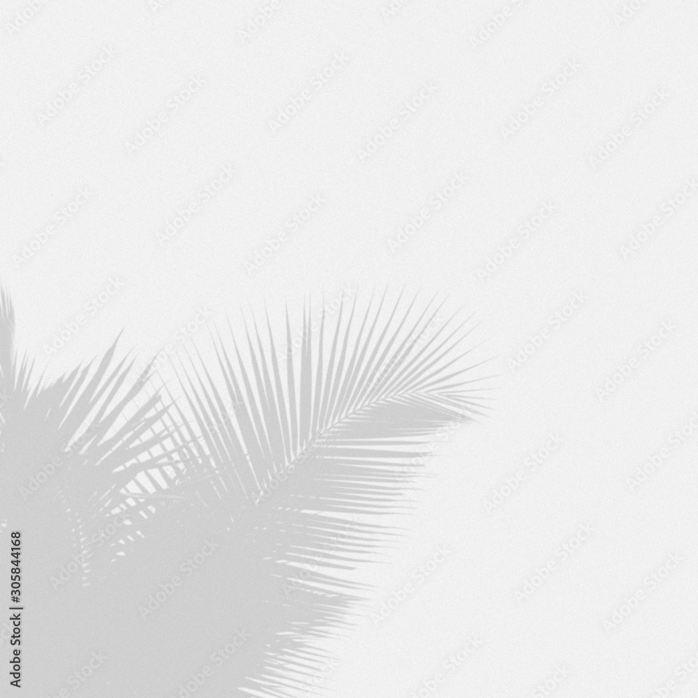 Minimal blur background coconut shadow palm leaves on the white wall. Minimal blur background coconut shadow palm leaves on the white wall.