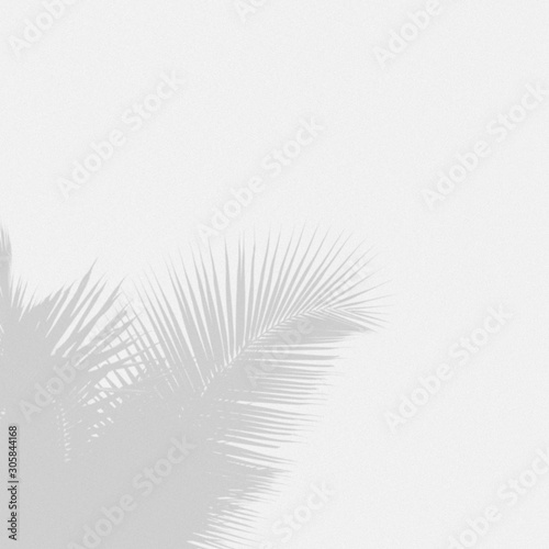 Minimal blur background coconut shadow palm leaves on the white wall. © iareCottonStudio