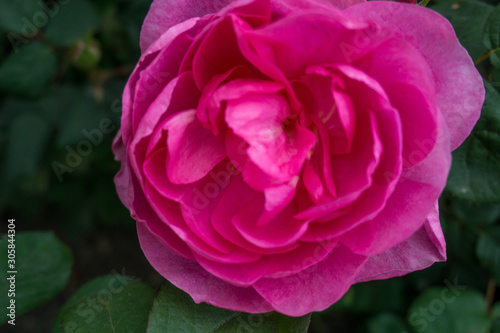 2019 exotic flowers pink nature garden beautiful spring new zealand 