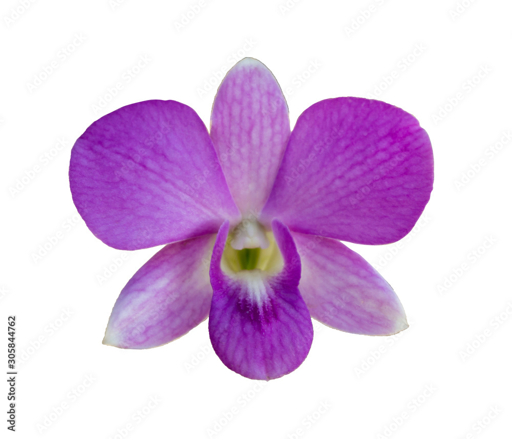 Purple orchid isolated over white background Purple orchid isolated over white background