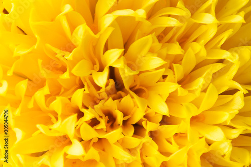 Yellow Chrysanthemum  close-up