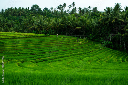 A Magnificent Called the Paddy Field