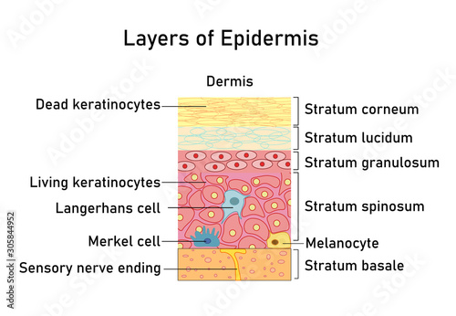 Vector illustration with structure of dermis for medical and educational pictures isolated