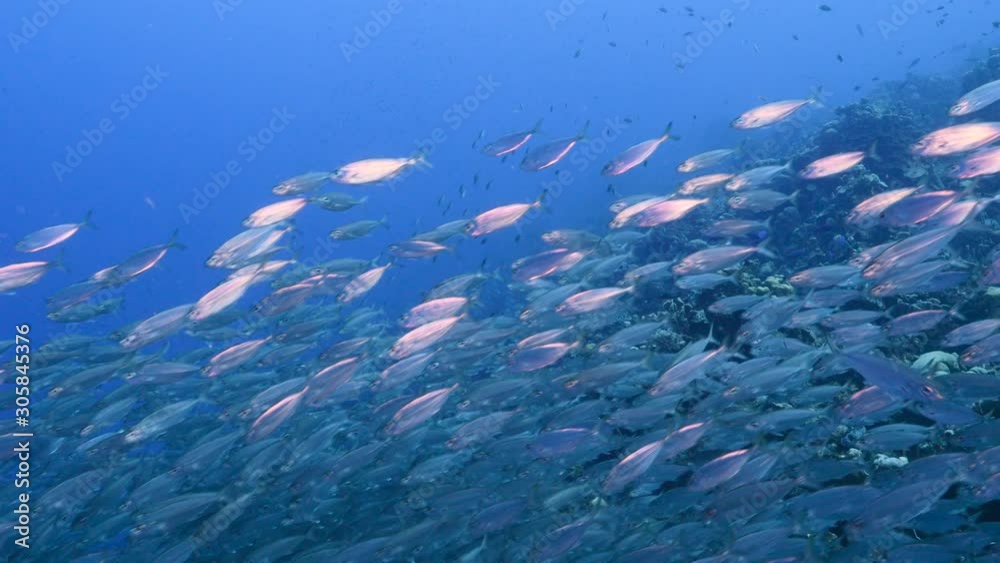 Bait ball / school of fish in turquoise water of coral reef in Caribbean Sea / Curacao Bait ball / school of fish in turquoise water of coral reef in Caribbean Sea / Curacao