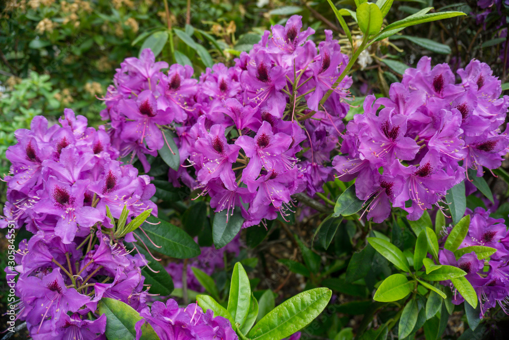 2019 exotic flowers purple nature garden beautiful spring new zealand 2019 exotic flowers purple nature garden beautiful spring new zealand