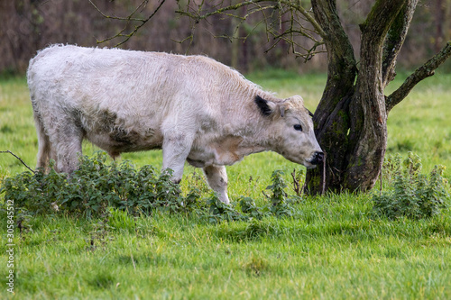 White park rare breed cattle