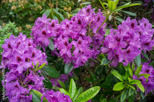 2019 exotic flowers purple nature garden beautiful spring new zealand 