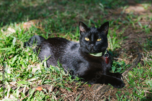 Black cat with green collar and tag laying in grass and sunlight