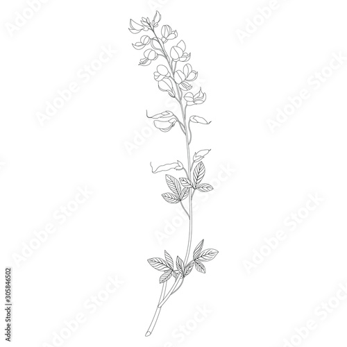 Isolated vector illustration. Branch of Meadow Vetchling or Yellow Pea flower. Lathyrus pratensis. Vintage style. Black and white linear silhouette.