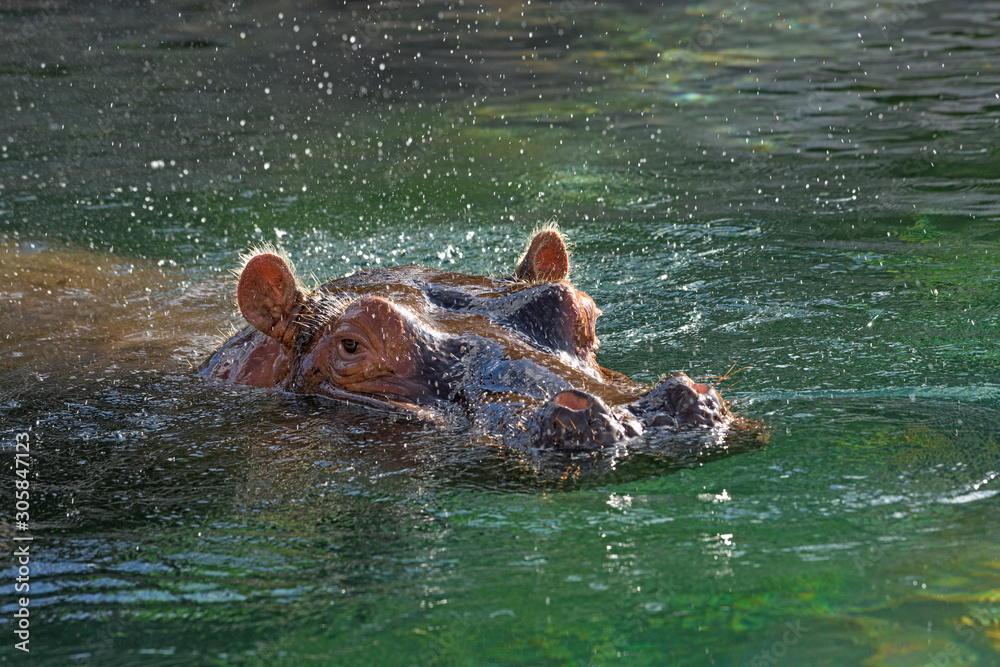 Fototapeta premium hippopotamus - (Hippopotamus amphibius) In the water