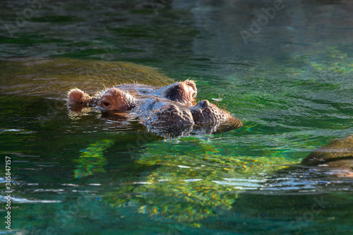 Hippopotamus - (Hippopotamus amphibius) In the water