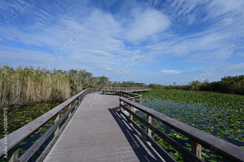 Anhinga Trail Boardwalk over ponds covered in lily pads in Everglades National Park  Florida on a sunny winter morning.