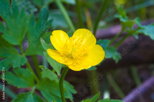 Yellow wood anemone (buttercup anemone) in summer garden