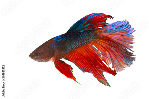 The Photo of Beautiful moving moment  of siam Red Blue Orange Half Moon  Betta fish in Thailand on White Background.