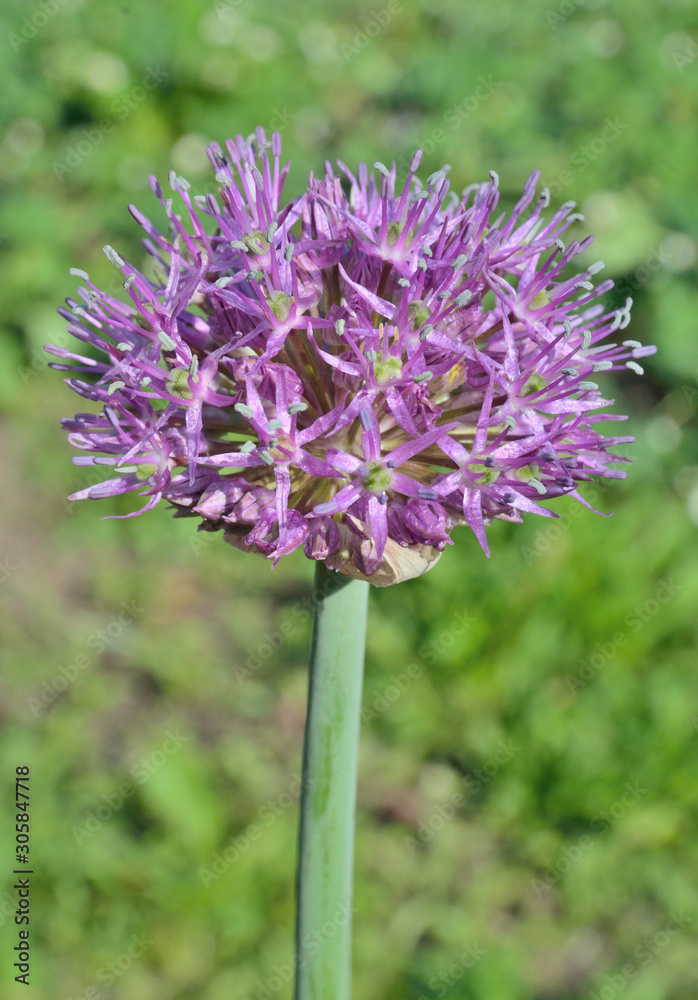 Fototapeta premium Blooming garlic 3