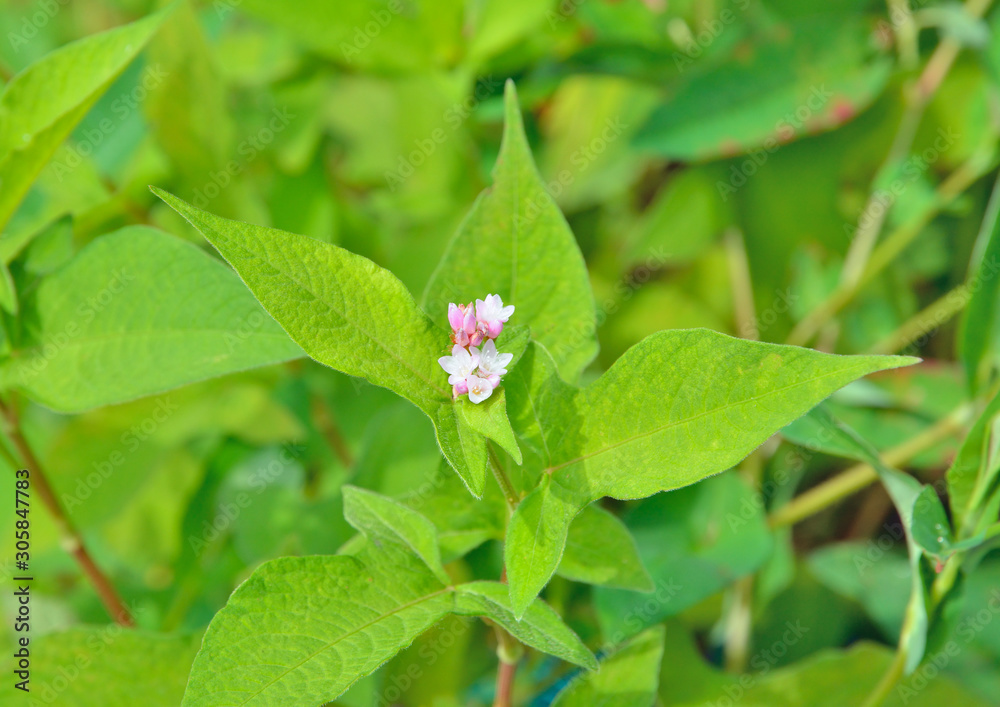 Blooming herb (Truellum thunbergii) 5 Blooming herb (Truellum thunbergii) 5