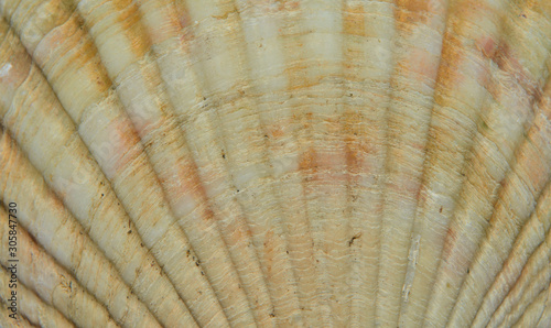 Surface of shell of scallop 5