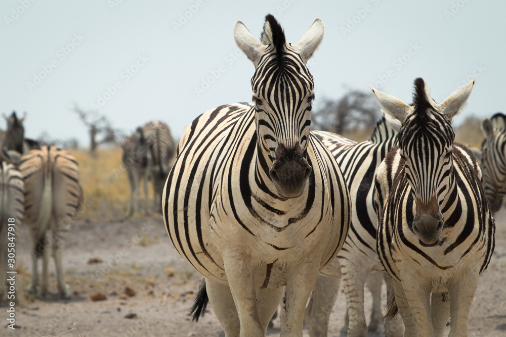 Naklejka premium zebra's namibia, national park