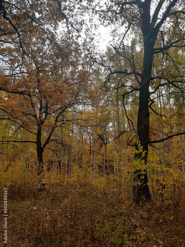 trees and bushes in the autumn forest trees and bushes in the autumn forest