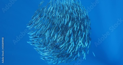 Bait ball of sardines and Mackerel in Magadalena Bay, Baja Califonnia Sur, Mexico.