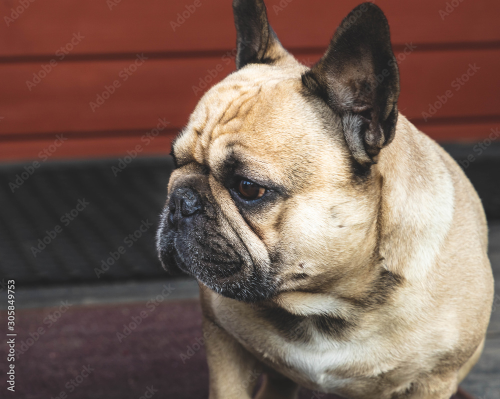Obraz premium Portrait of a dog, french bulldog, close. on the porch of the house. Red background