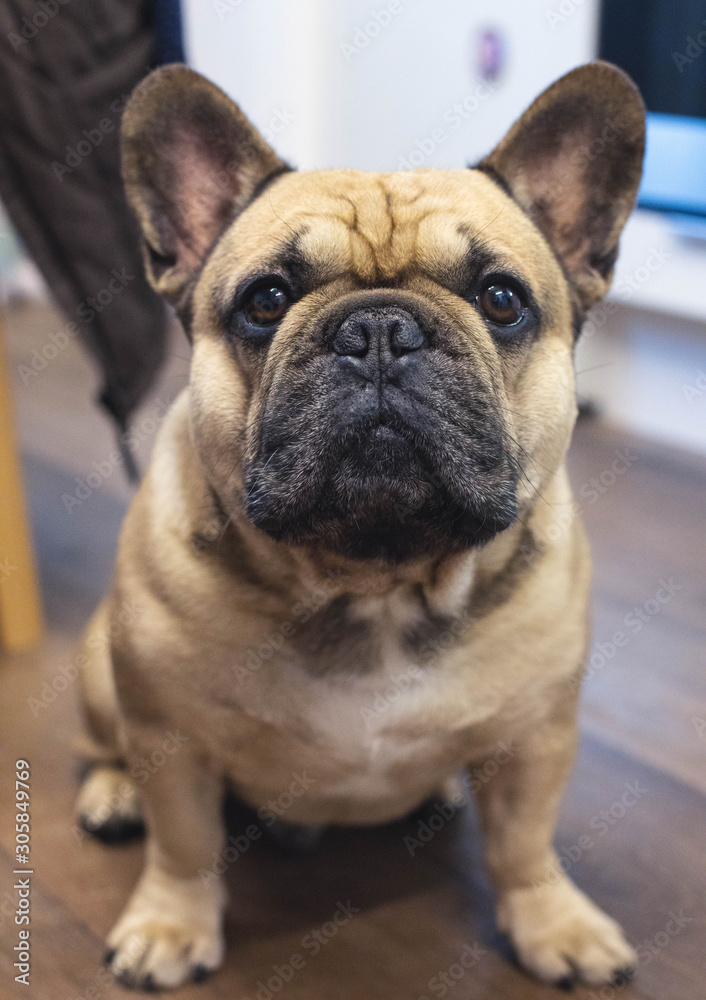 Fototapeta premium Portrait of a dog, french bulldog, close. on the porch of the house.