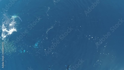 Aerial shots of Stripped marlin hunting and feeding in a baitball in Magdalena Bay, Baja California Sur, Mexico. photo