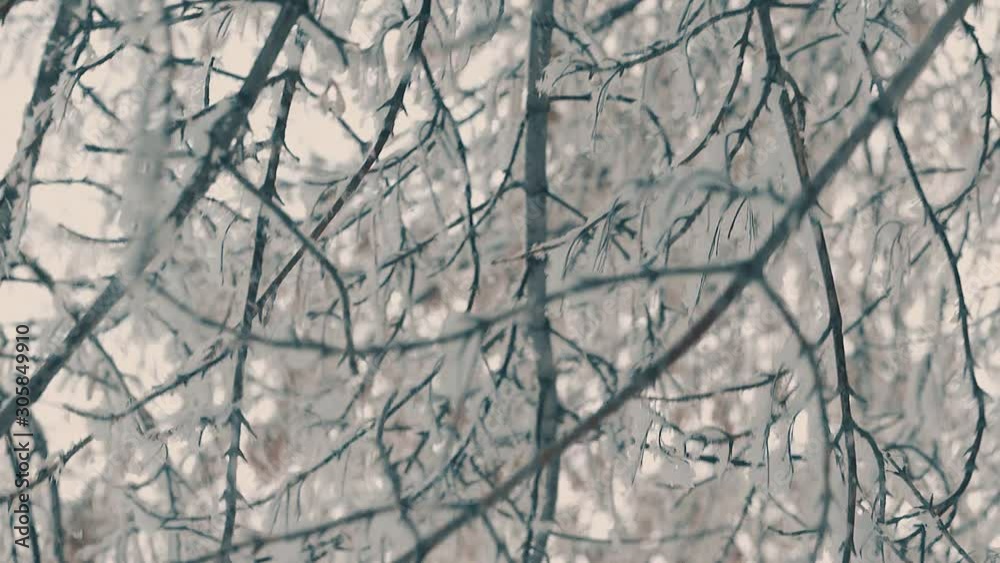 tree branches covered with white snow waving in wind in beautiful winter forest on grey day slow motion tree branches covered with white snow waving in wind in beautiful winter forest on grey day slow motion
