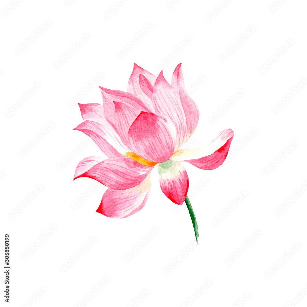 Watercolor drawing of a Lotus flower.