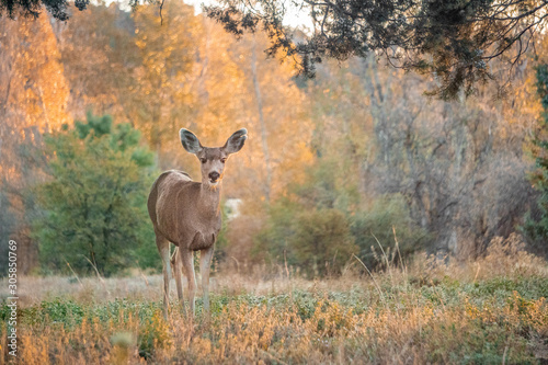 Photography Deer in the fall