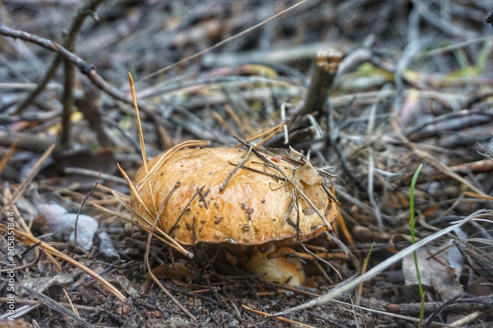 Edible mushroom oiler grows in the autumn forest. Edible mushroom oiler grows in the autumn forest.