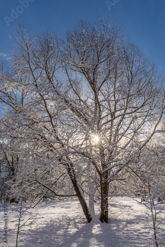 Winter tree in the sun. Branches in the snow. Snowy weather.