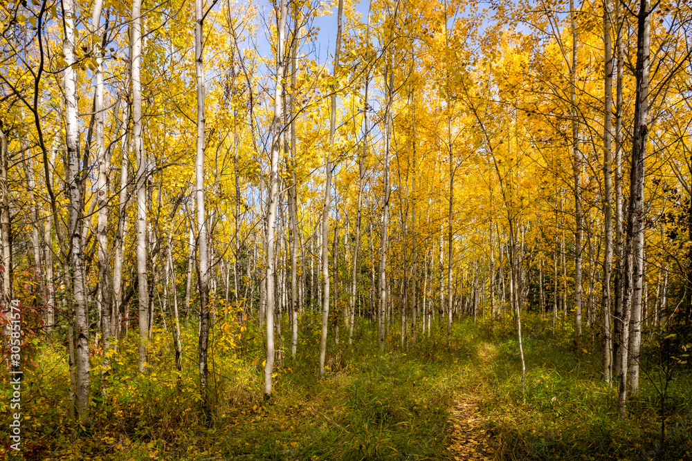 Fototapeta premium Early fall season forest