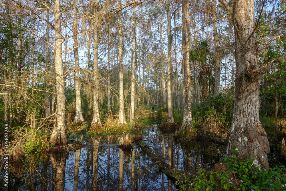 Cypress Hammock in Monring Light in Bird Rookery Swamp Florida
