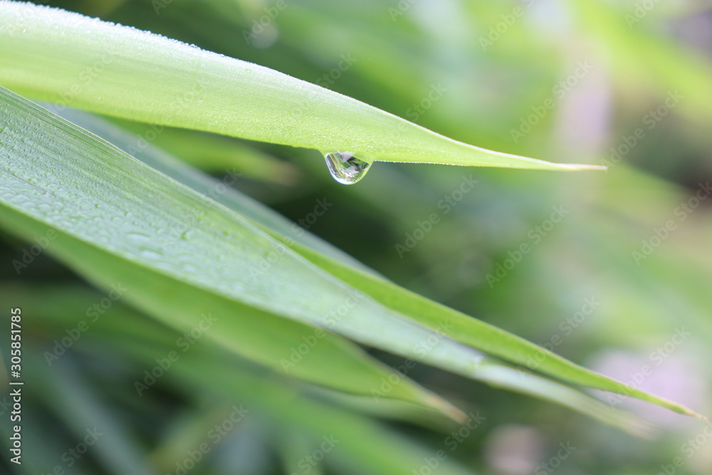 Water drop hanging on the tree leafs Water drop hanging on the tree leafs