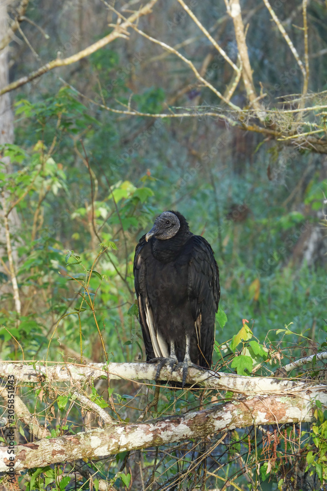 Obraz premium American Black Vulture Perched on Branch in Bird Rookery Swamp Florida