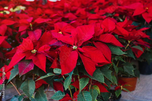 Christmas plant or Red Poinsettia Flower in a traditional Christmas Market in Mexico