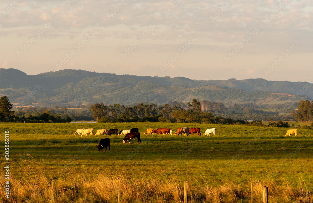 Obraz premium Dawn at extensive cattle farm in southern Brazil8