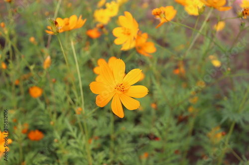 Flower of Assam, stock image