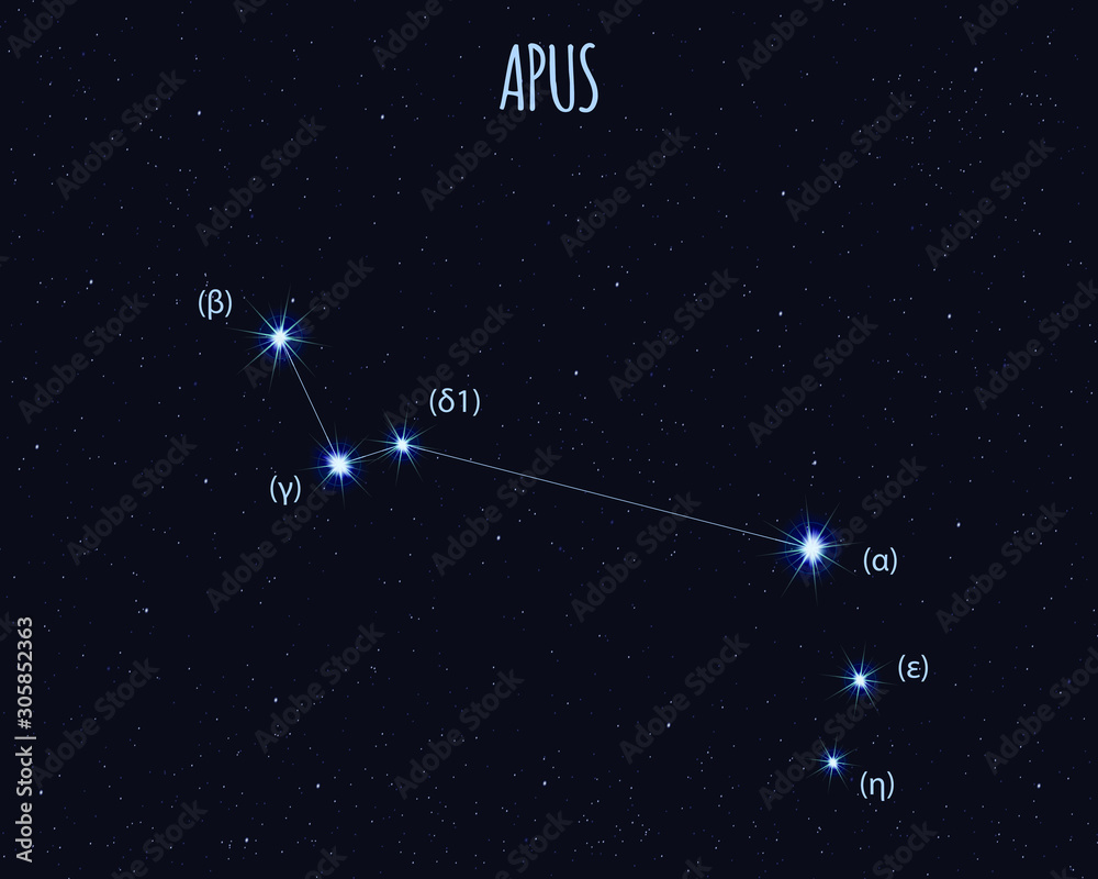 Apus (The Bird of Paradise) constellation, vector illustration with