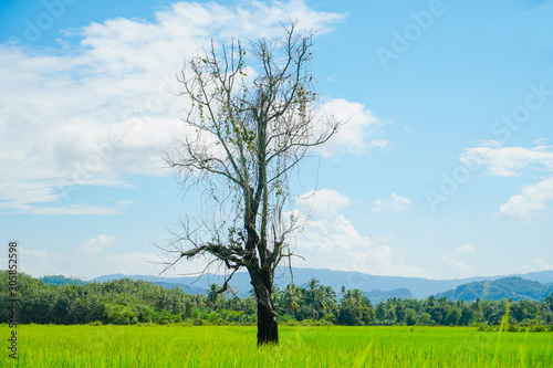  Rice field and the sky, Lonely dead tree in green field, rice farming scenery, alone