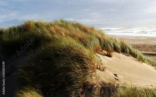 Oregon coast dunes