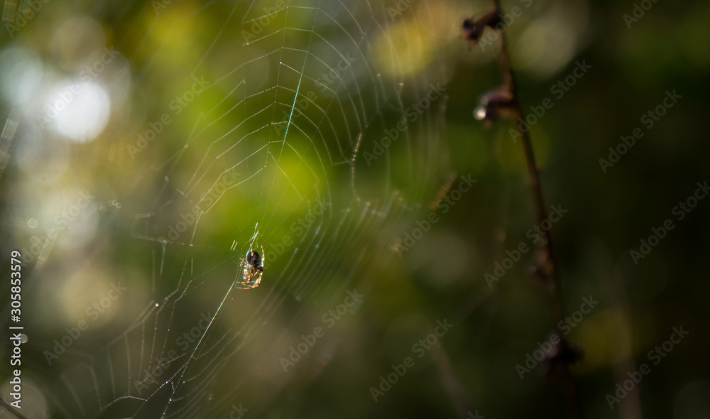 smal spider in a spieder web