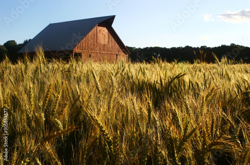 Fotobehang old red barn in wheat field